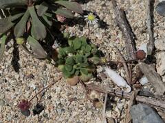 Bellium minutum, photograph (c) Daniel Cahen, some rights reserved (CC BY)