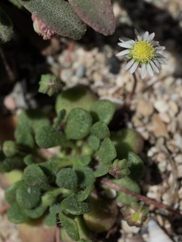 Bellium minutum