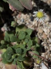 Bellium minutum