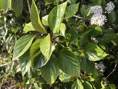 Viburnum japonicum