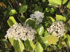 Viburnum japonicum