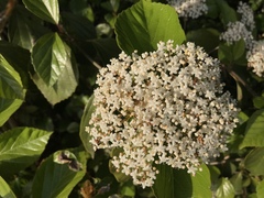Viburnum japonicum