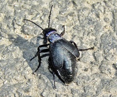 Meloe decorus