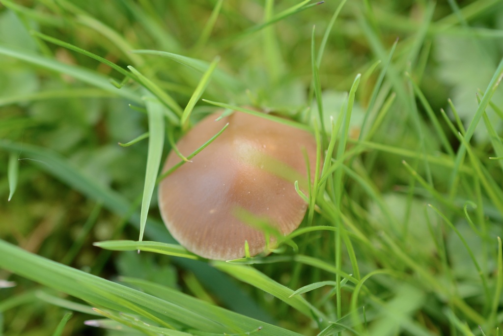 Spadiceogriseae · April 2026 · photo: © cryptomarasmius (iNaturalist, cc-by)