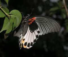 Papilio memnon agenor