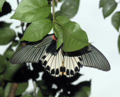 Papilio memnon agenor