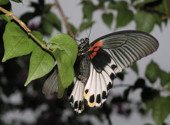 Papilio memnon agenor