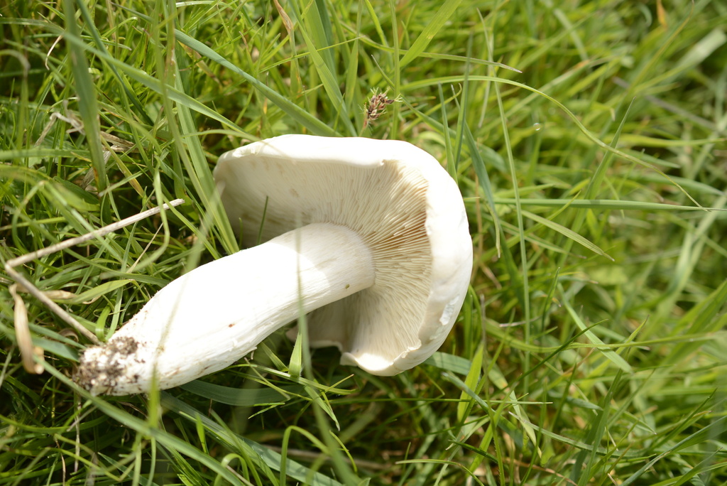 Calocybe gambosa · April 2026 · photo: © cryptomarasmius (iNaturalist, cc-by)