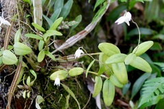 Dendrobium crumenatum