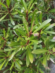 Tasmannia xerophila