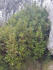 Tasmannia xerophila