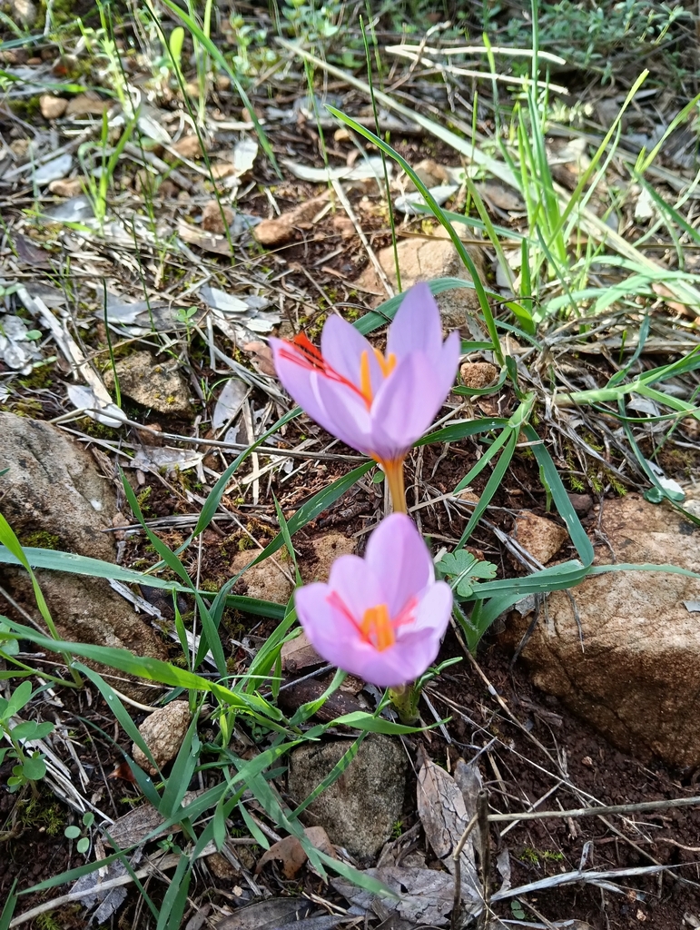 Duftender Herbstkrokus