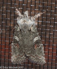 Lithophane baileyi