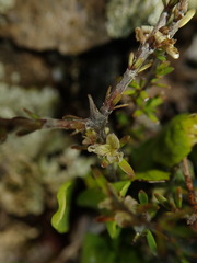 Coprosma brunnea