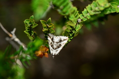 Dichromodes stilbiata
