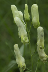 Aconitum umbrosum