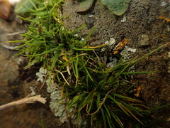 Colobanthus strictus