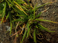 Colobanthus strictus