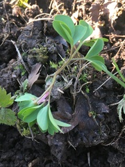 Corydalis pumila