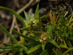 Colobanthus strictus