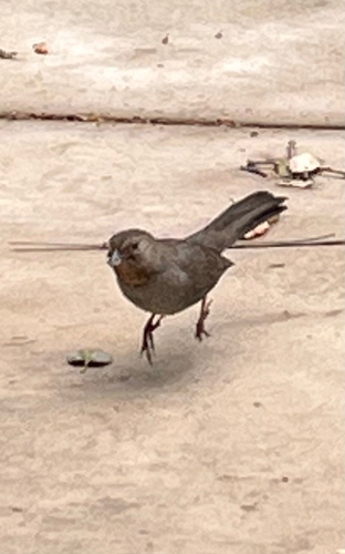 iNaturalist observation photo of California Towhee