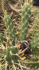Austrocylindropuntia subulata