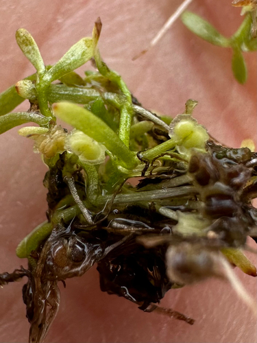 Winged water-starwort (Callitriche marginata)
