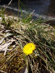 Tussilago farfara