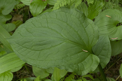 Symplocarpus renifolius
