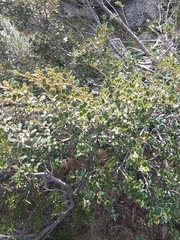 Nematolepis ovatifolia