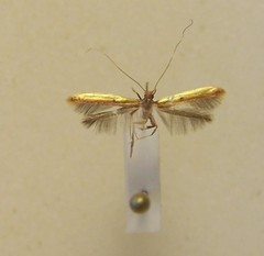 Caloptilia chrysitis