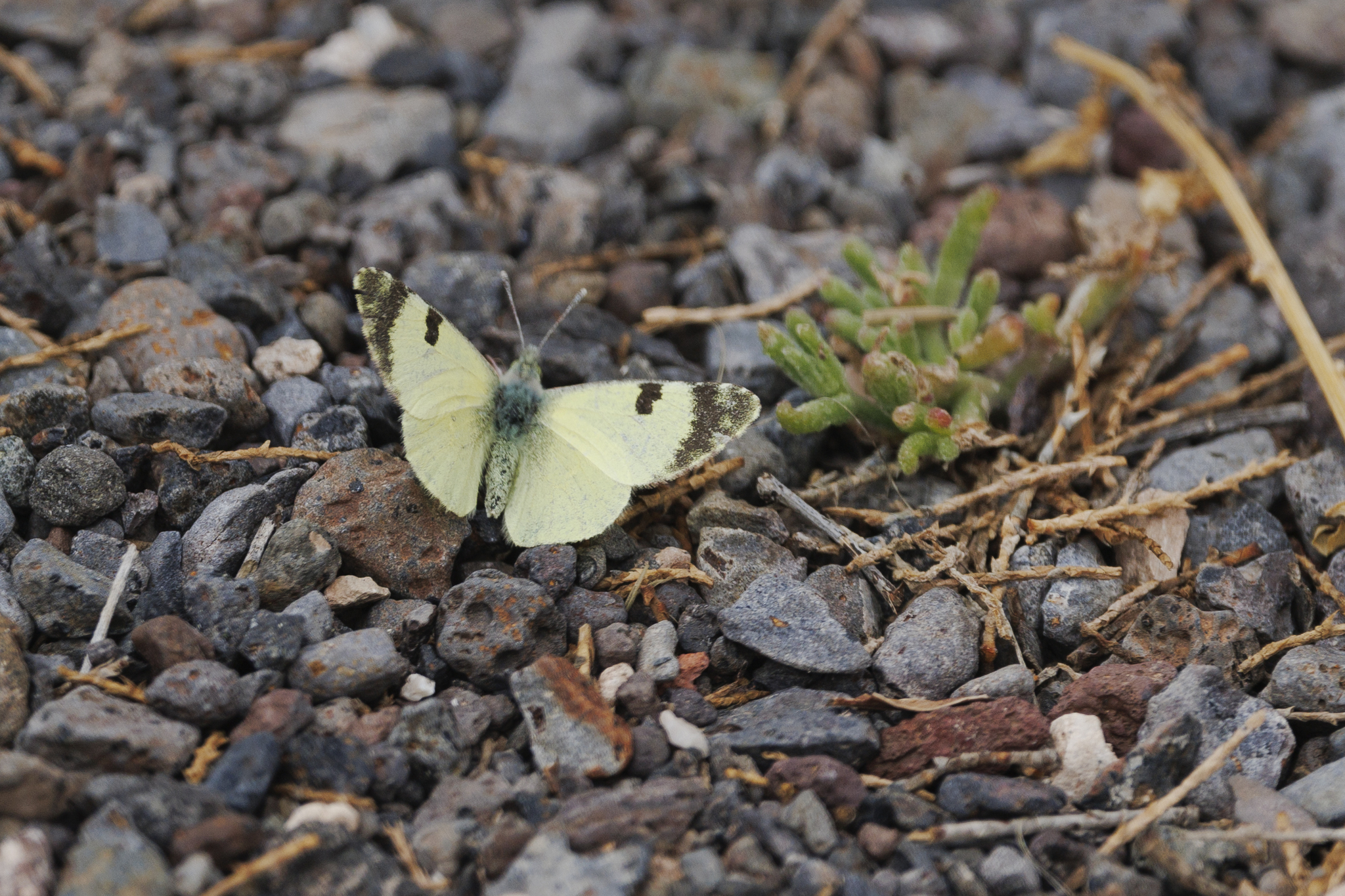 Mariposa Puntaparda