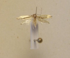 Erechthias chionodira