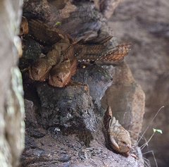 Steatornis caripensis