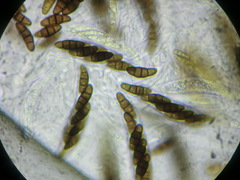 Kalmusia clivensis