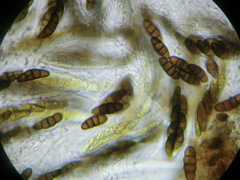 Kalmusia clivensis