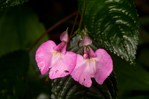 Impatiens stuhlmannii