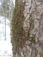 Leucodon andrewsianus