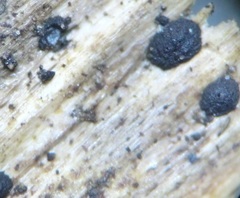 Kirschsteiniothelia atra