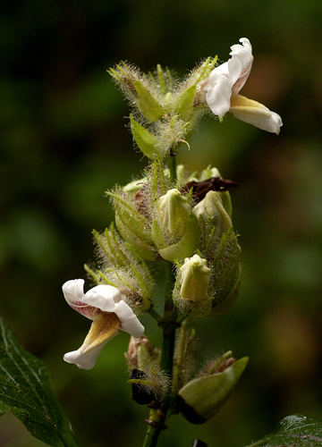 Mimulopsis arborescens image