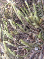 Leucodon andrewsianus