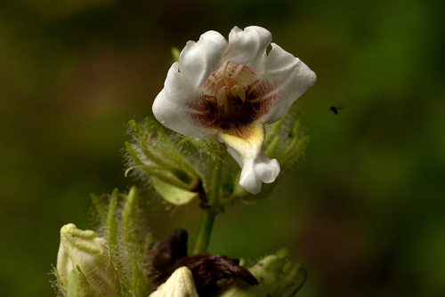 Mimulopsis arborescens image