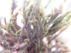 Leucodon andrewsianus