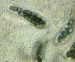 Kirschsteiniothelia atra