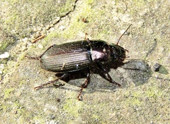 Harpalus distinguendus