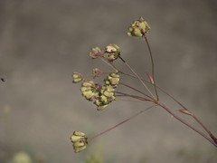Taeniopetalum arenarium
