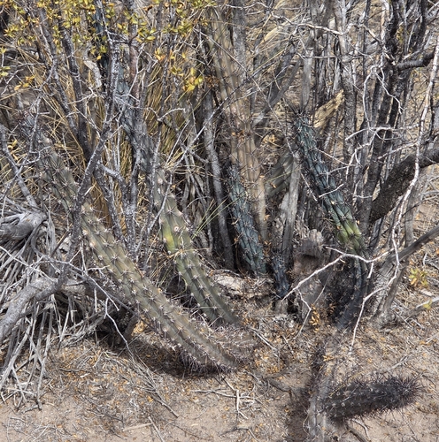 Cereus aethiops, photograph 5