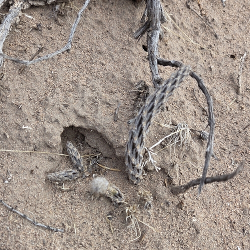 Pterocactus tuberosus, photograph 4