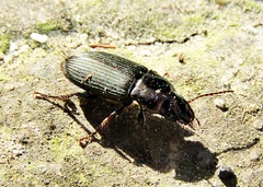 Harpalus distinguendus