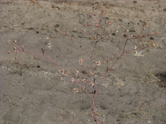 Taeniopetalum arenarium